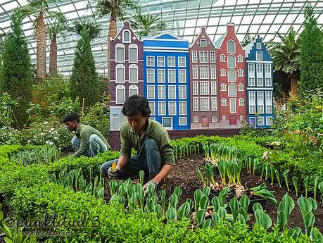 Tulip Planting & Miffy @ Tulipmania 2014