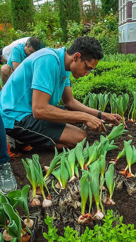 Tulip Planting & Miffy @ Tulipmania 2014