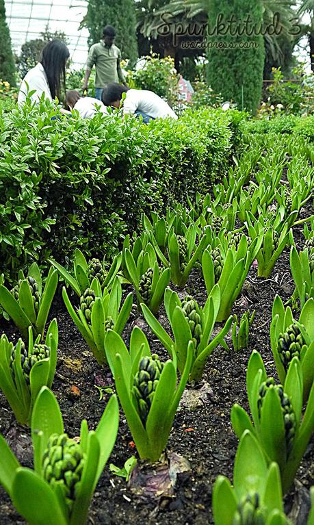 Tulip Planting & Miffy @ Tulipmania 2014