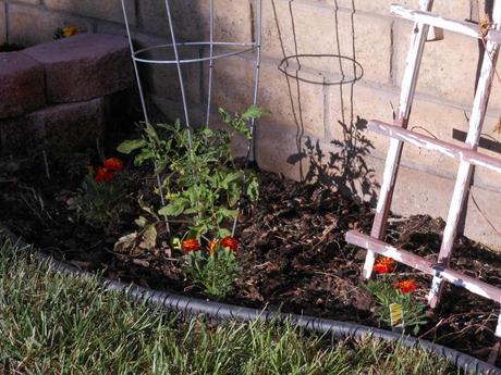 My tomato plants are coming along, and I've added some marigolds to keep the bees happy.  Well, that and to keep the rabbits away.