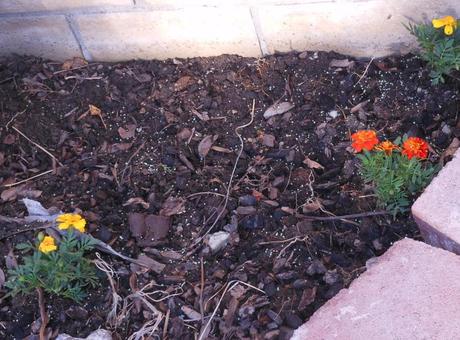 Why am I showing you a patch of dirt?  I decided to plant spaghetti squash from seed as one reader suggested.  We'll see if 4th time's a charm.  I planted some marigolds to attract bees, so, hopefully, if the seeds grow, and I get flowers, the bees will pollinate them.  Here's hoping!