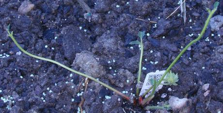 They must love strawberry leaves, because they left the one unripe strawberry on this plant.  