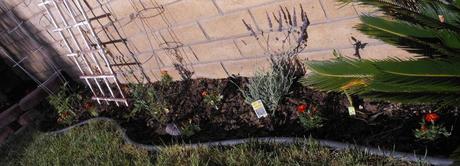 I planted lavender, marigolds, and some seeds (green beans and carrots).