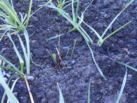 Look, there's a leaf growing in the center of the plant, which the bunnies didn't eat (yet).  Maybe I can still save these plants.