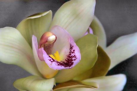 How To Care For A Cymbidium Orchid
