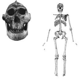 The skull of P. boisei (right) and Homo erectus (left)