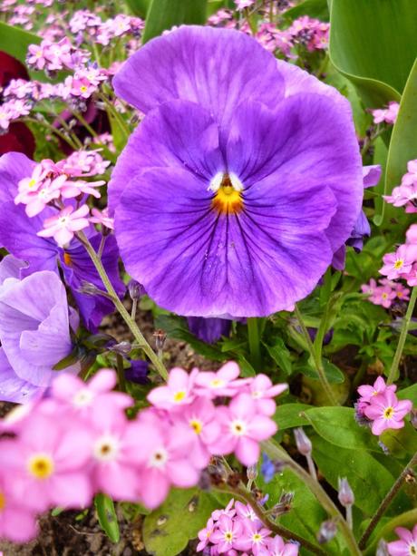 Flowers in bloom at my local park