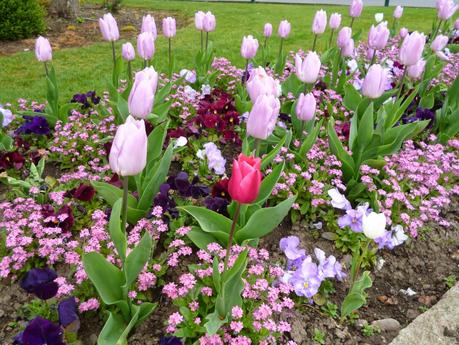 Flowers in bloom at my local park