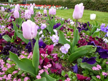 Flowers in bloom at my local park