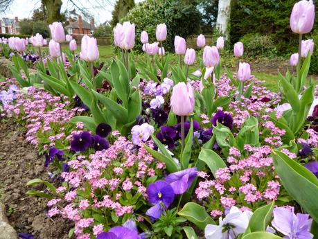 Flowers in bloom at my local park