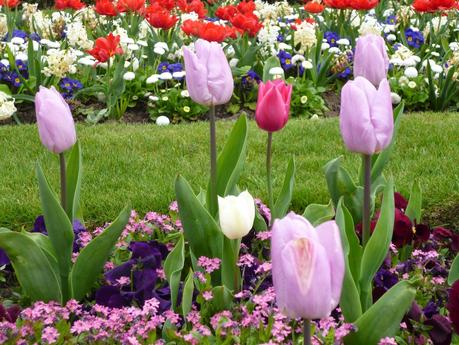 Flowers in bloom at my local park