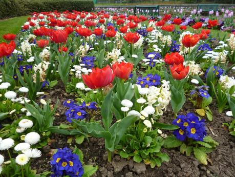 Flowers in Bowring Park