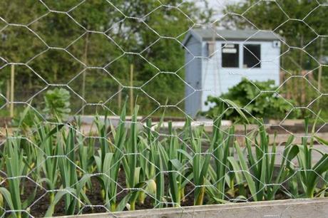 allotment wire fence 