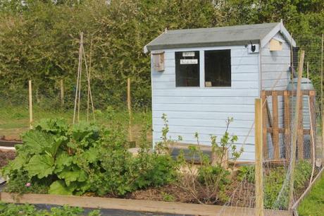 blue allotment shed 