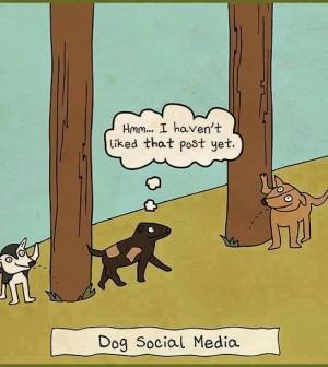 dog socialization