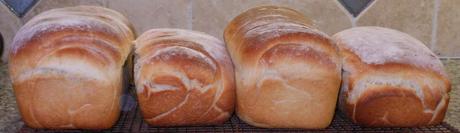 All these loaves were about the same size when they were put in the loaf pans.  The shorter ones didn't rise nearly enough.