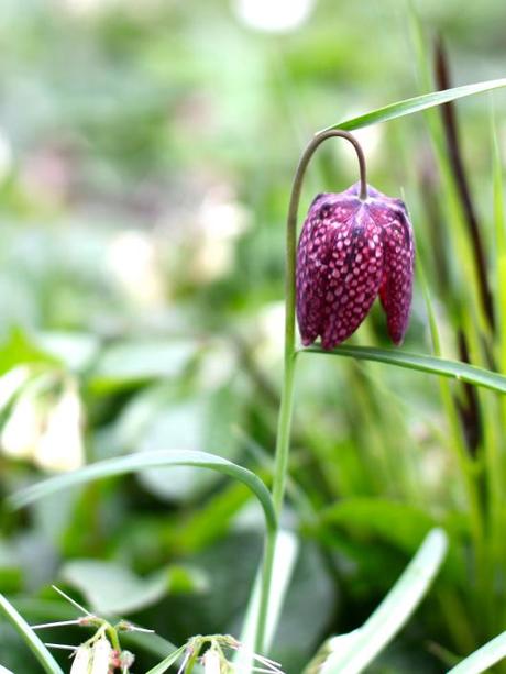 Snakeshead fritillary