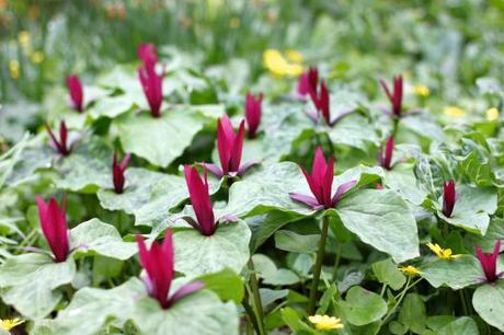 Trillium chloropetalum