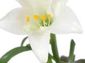 Easter Lilies Poisonous Cats!