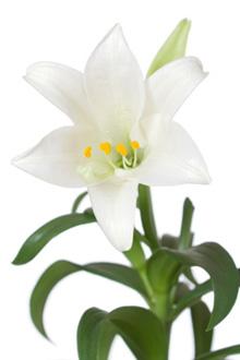 easter-lily-stock-small2.jpg
