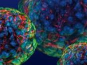 Stem Cells Adults Created. What Next?