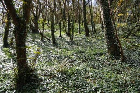 Torquay Coastal Woodland Walk, Devon - Hedera helix Ground cover with Polystichum setiferum
