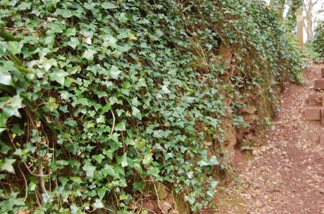 Torquay Coastal Woodland Walk, Devon - Hedera helix Green Wall