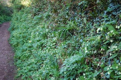 Torquay Coastal Woodland Walk, Devon - Primula vulgaris with mixed plants on Bank