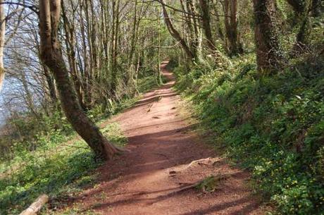 Torquay Coastal Woodland Walk, Devon - Woodland Path