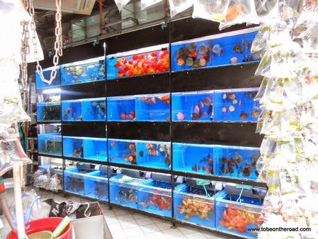 Aquarium, Gold Fish, Hongkong, South East Asia, 