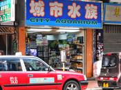 Markets:Hongkong Golden Place Goldfish