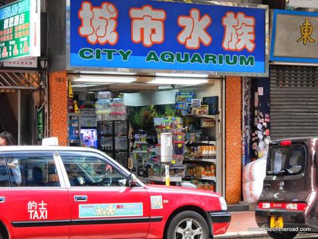 Aquarium, Gold Fish, Hongkong, South East Asia, 