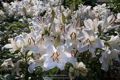 Zambesi Lily © 2013 Patty Hankins