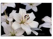 Wonderful White Lilies