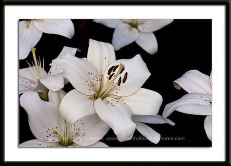 Eyeliner Lily © 2009 Patty Hankins