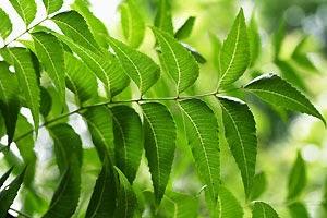 Indian Neem As a Perfect Ingredient