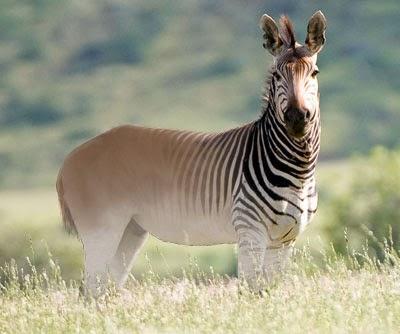 Quagga