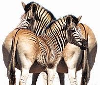 Quagga