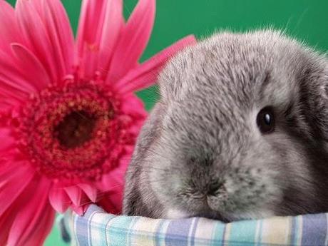 Adorable Easter pets