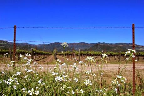 Hello Gratitude … Hello Napa