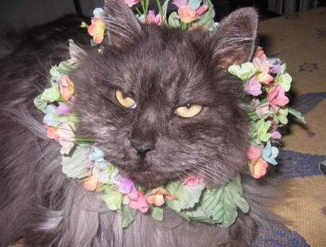 Image result for cat wearing flowers
