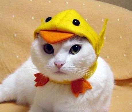 The World’s Top 10 Best Images of Cats Wearing Easter Bonnets