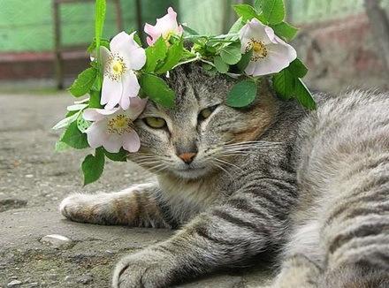 The World’s Top 10 Best Images of Cats Wearing Easter Bonnets