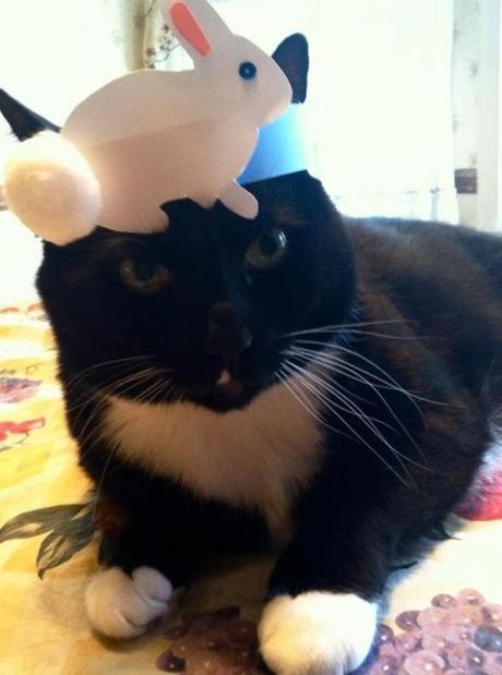 The World’s Top 10 Best Images of Cats Wearing Easter Bonnets