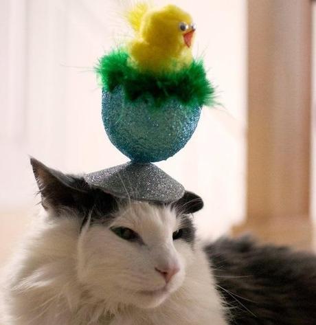 The World’s Top 10 Best Images of Cats Wearing Easter Bonnets