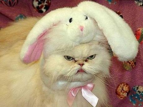 The World’s Top 10 Best Images of Cats Wearing Easter Bonnets