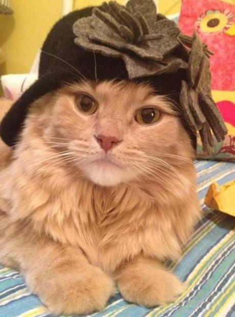 The World’s Top 10 Best Images of Cats Wearing Easter Bonnets