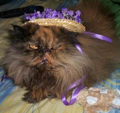 The World’s Top 10 Best Images of Cats Wearing Easter Bonnets