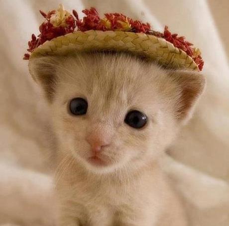 The World’s Top 10 Best Images of Cats Wearing Easter Bonnets