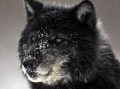 Wolf Weekly Wrap- Defenders Wildlife Blog